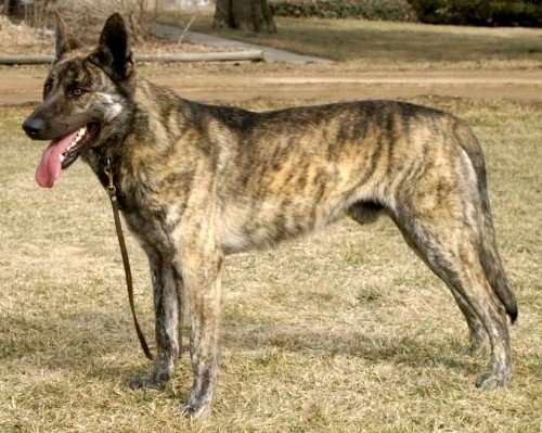 Rough-haired Dutch Shepherd