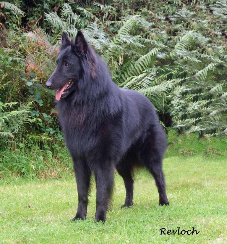 Groenendael (ciobănesc belgian)