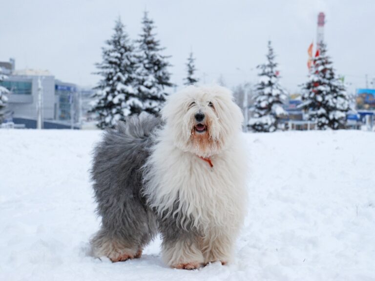Berger Anglais (Bobtail)