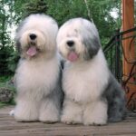 Old English Sheepdog (Bobtail)