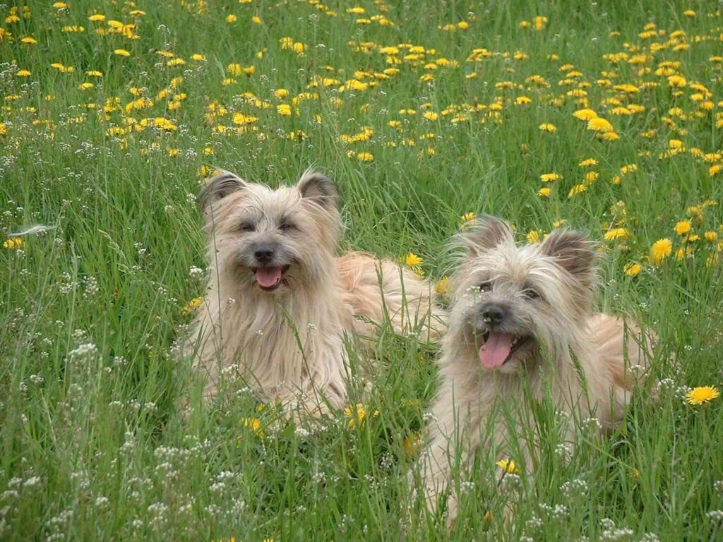 Pyrenean Sheepdog (Long-haired)