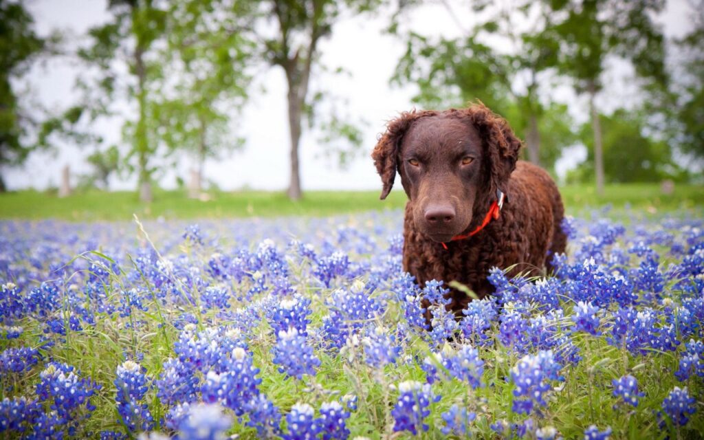 Curly Coated Retriever — Häufig gestellte Fragen über die Rasse (FAQ)