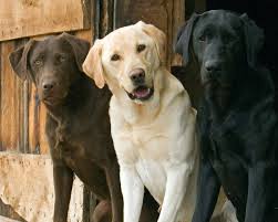 A group of Labradors of different colours