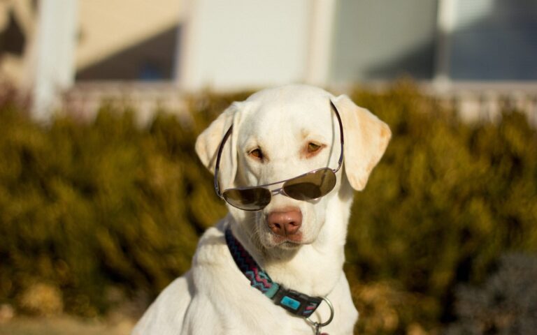 Labrador Retriever