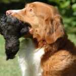 Nova Scotia Duck Tolling Retriever