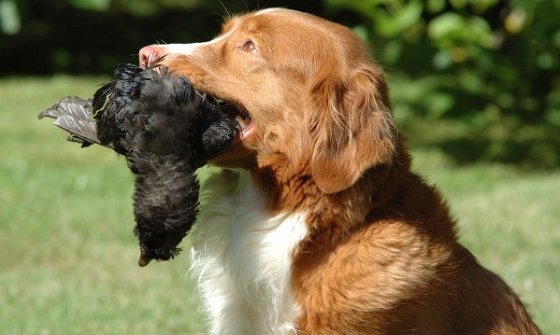 Nova Scotia Duck Tolling Retriever jouant dans l'herbe