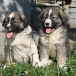 Румунська карпатська вівчарка