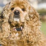 American Cocker Spaniel