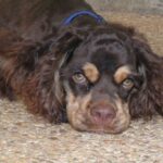 American Cocker Spaniel