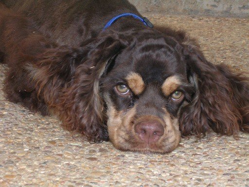 American Cocker Spaniel schaut nach oben