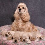 American Cocker Spaniel