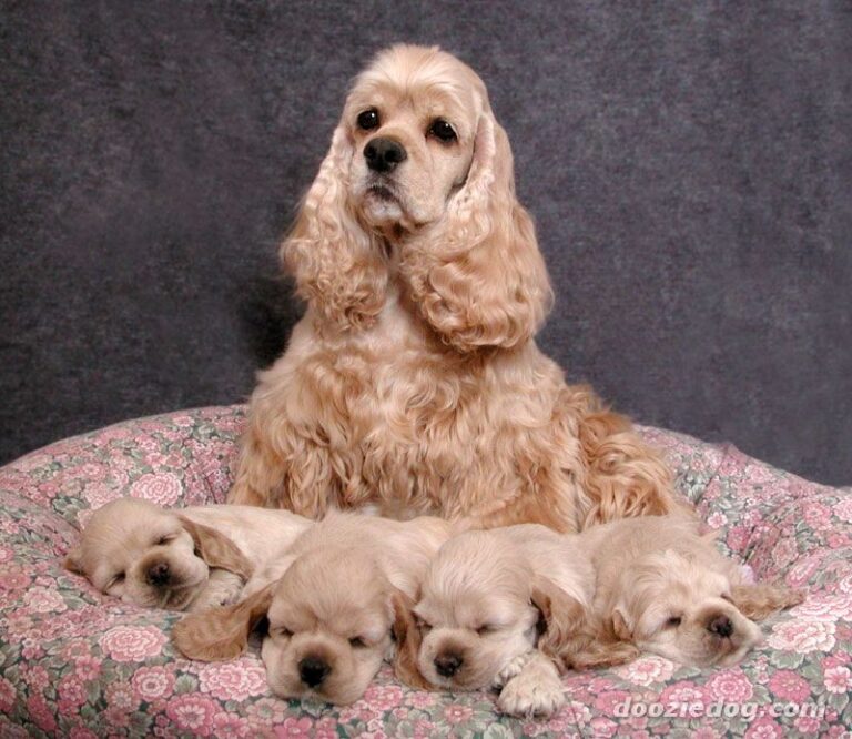 Cocker spaniel amerykański