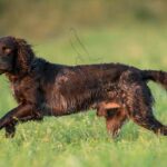 Wachtelhund allemand