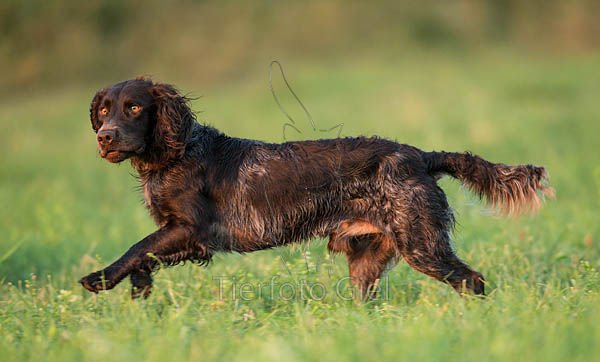 Un Wachtelhund German fericit în natură