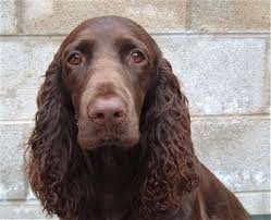 Field Spaniel sentado