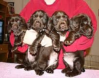 Field Spaniel preto