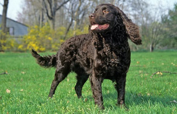 Amerykański spaniel dowodny w wodzie