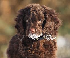 Amerykański spaniel dowodny na trawie