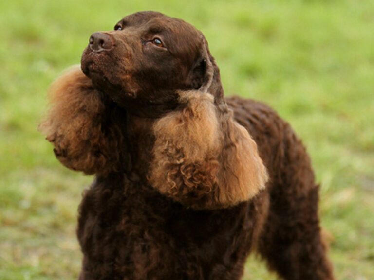 Amerykański spaniel dowodny