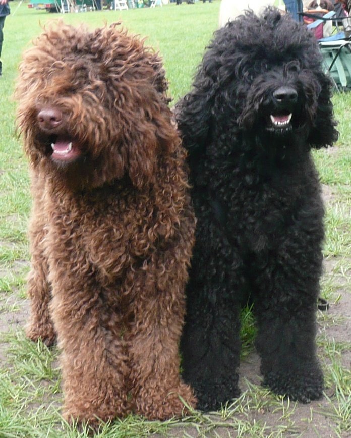Barbet mit einem Kind