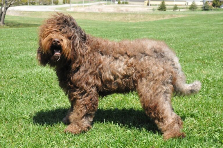 Barbet