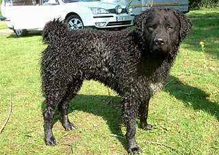 Wetterhoun marrón