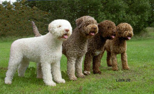 Retrato de um Lagotto Romagnolo