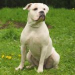 Buldog american