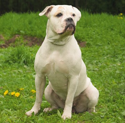 Buldog american