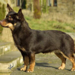Lancashire Heeler