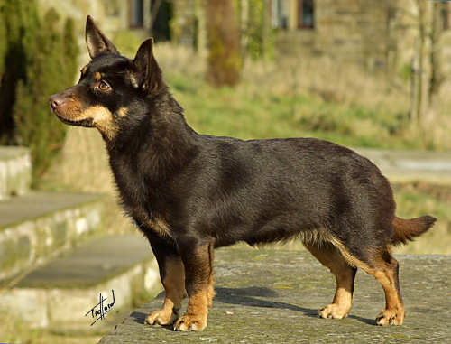 Lancashire Heeler pe stradă