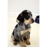 Bluetick Coonhound