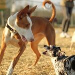 Ibizan Hound