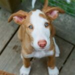 Ibizan Hound
