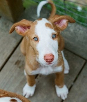 Podenco Ibicenco