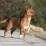 Португальський поденго (Малий)
