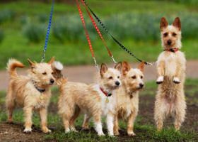 Chiot Podengo