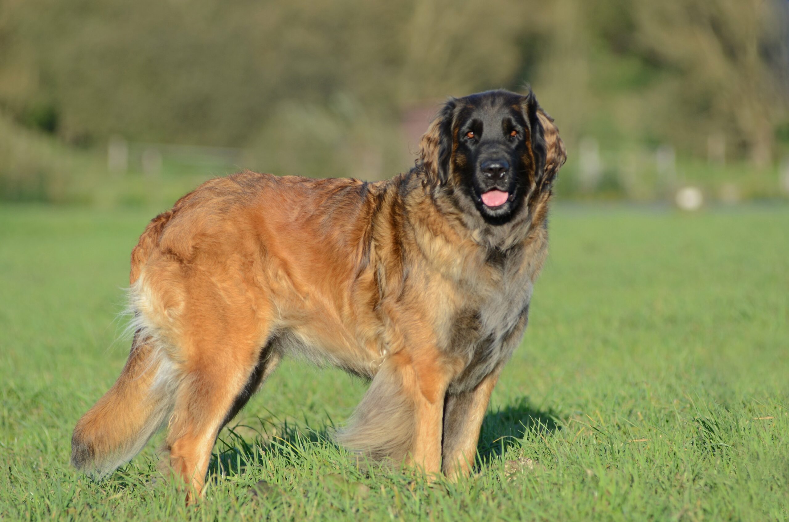 Logo-ul rasei Leonberger