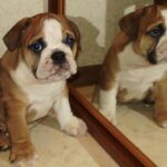 Bulldog Englez
