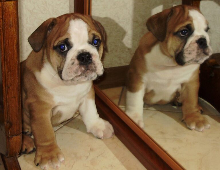 Buldog angielski