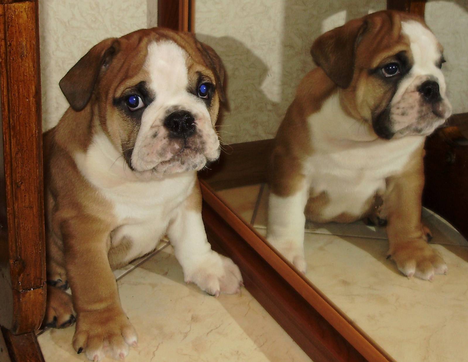 Portrait d'un bulldog anglais