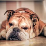 Bulldog Englez