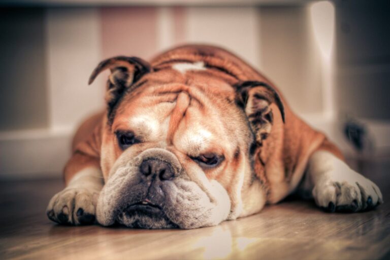 Buldog angielski