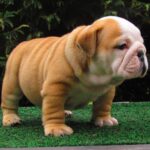 Bulldog Englez