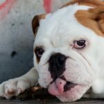 Bulldog Englez