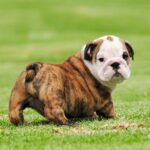 Bulldog Englez