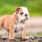 Bulldog Englez
