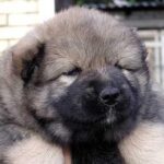Кавказька вівчарка