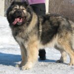 Кавказька вівчарка
