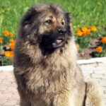 Кавказька вівчарка